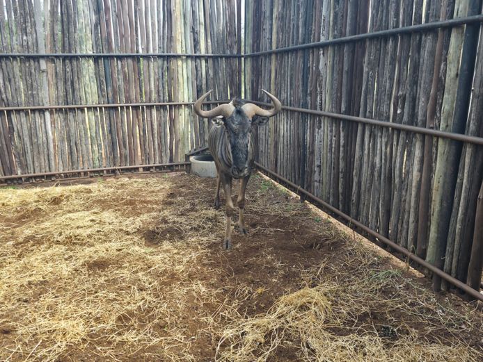 BLOUWILDEBEES | HANLEY