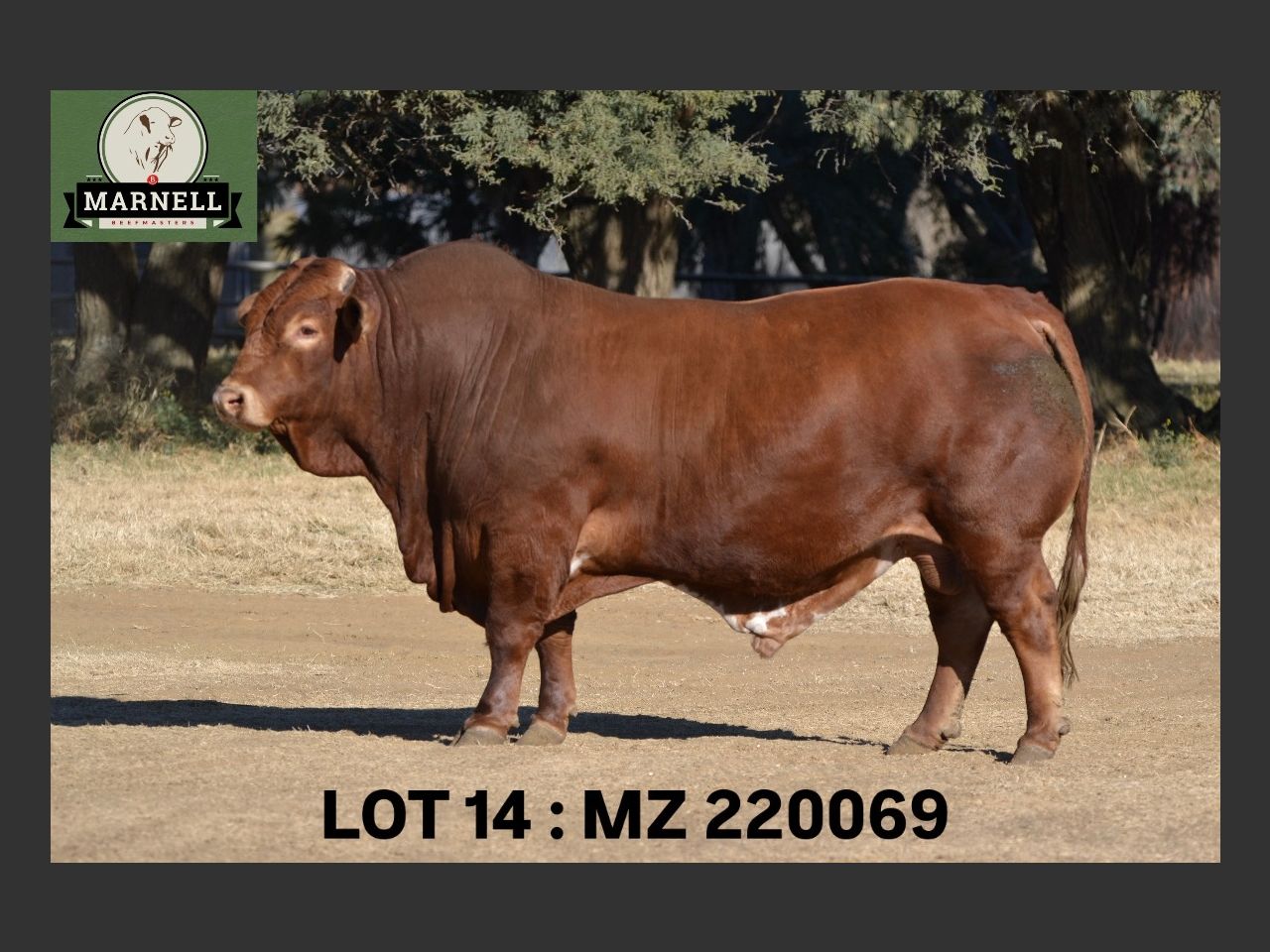 Lot 14 | 26STE NASIONALE BEEFMASTER VEILING | SwiftVEE | South Africa’s ...