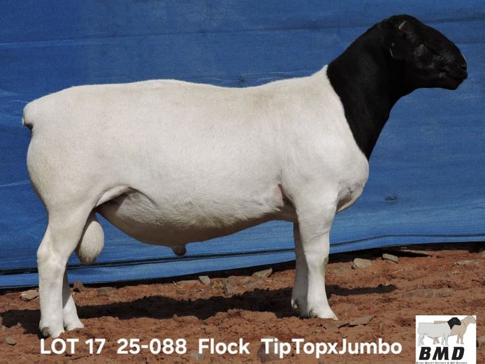 25-088 | BROER MARITZ DORPERS