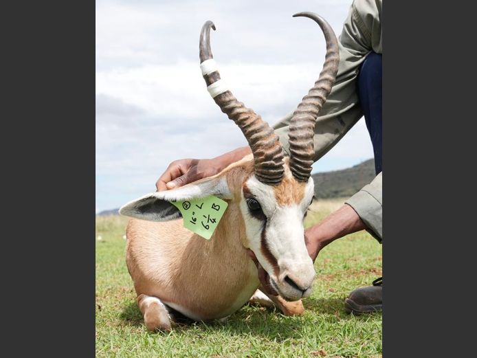 Kalahari Springbok Ram