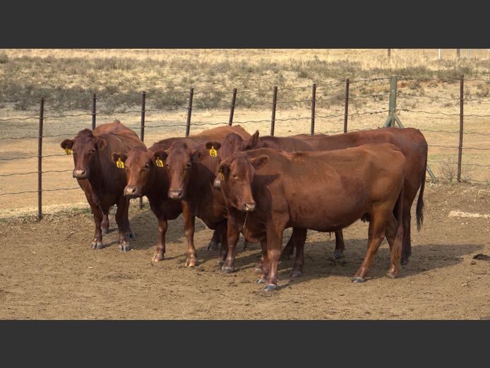 Commercial Animals | HENCOR BONSMARAS