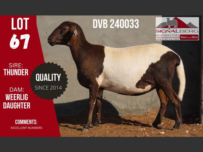 DVB 240033 | SIGNALBERG MEATMASTERS