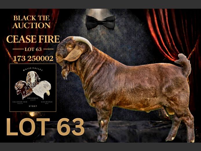 173250002 | Maize Valley Kalahari red stoet 