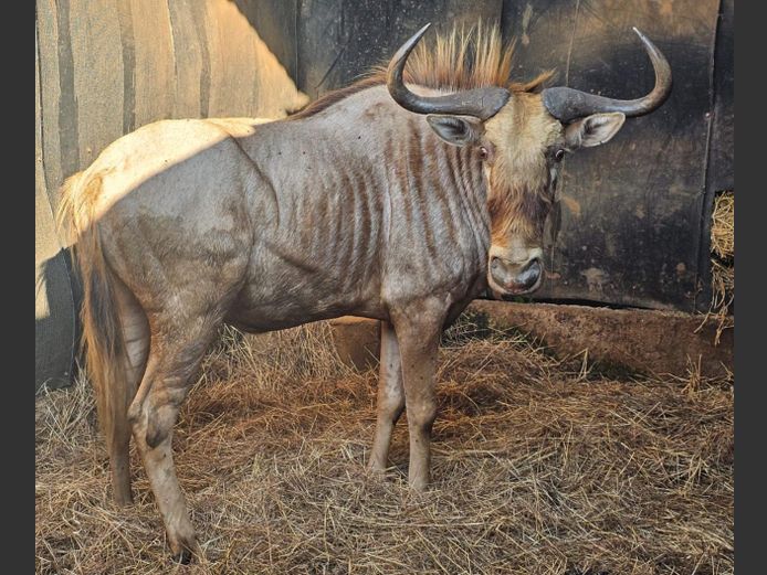 GOUE WILDEBEES 30" | MOONSHINE
