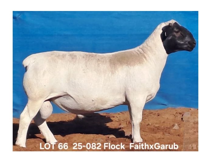 25-082 | BROER MARITZ DORPERS