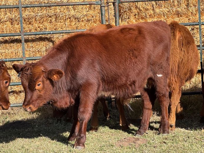 Intact Bull Calves | CG Sheard