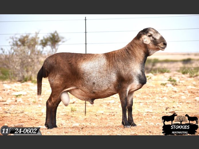 HWH24-0602 | Stokkies Meatmasters