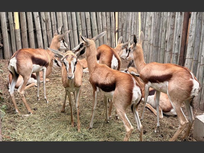 Kalahari Springbok Ooie