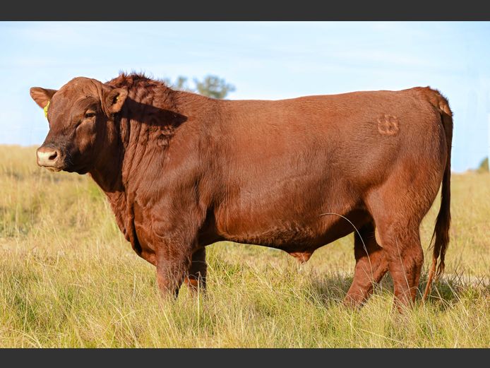RJ  230032 | BEER BEEF