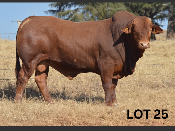 PM24 045 | Muirfontein Beefmasters