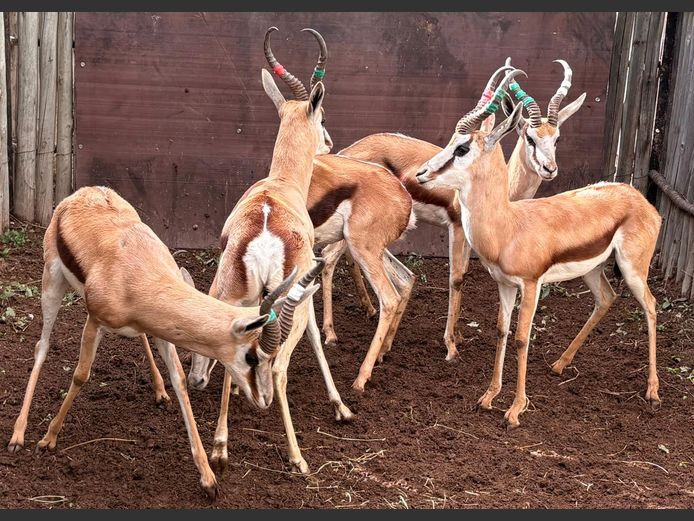 Kalahari Springbok Ram
