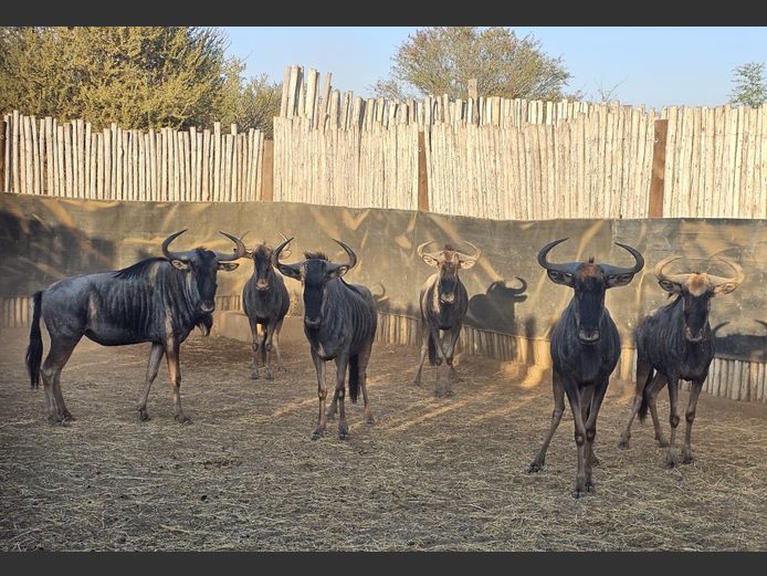 BLUE WILDEBEEST | DEELBOS