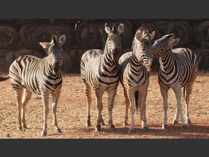 ZEBRA