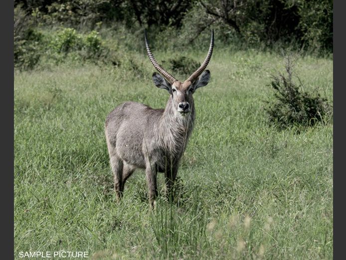 WATERBUCK | GOLDEN GAME WILDLIFE