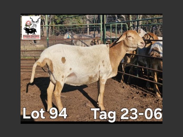 23-06 | PRINSLOO BOERDERY