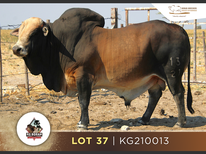 21-0013KG | GUNZEL BORAN