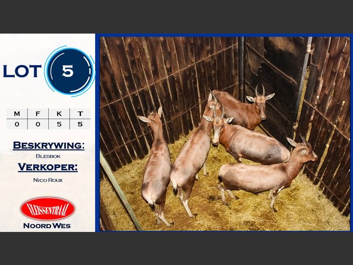 Blesbok