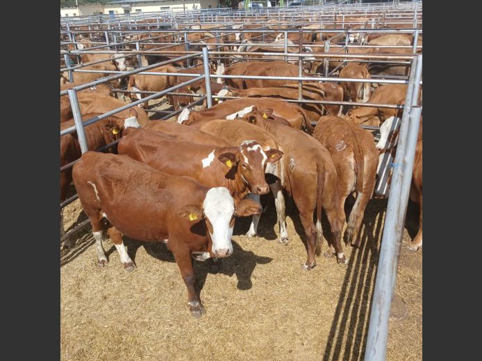 HEIFERS | DOLL FARMING PREMIUM AUCTION