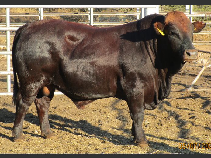 WAGNER BONSMARAS | WAGB220072
