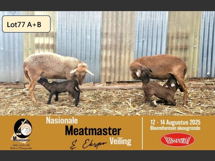 KIM 24 0014 | P.J. Cronje - Kimonate Meatmasters