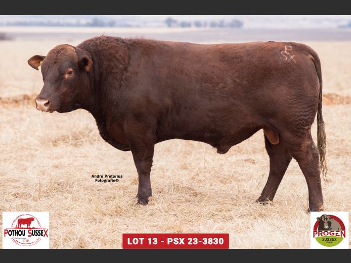 PSX 233830 | POTHOU BK