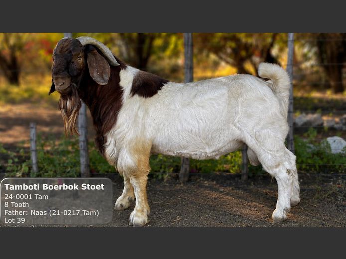 24-0001 TAM | Tamboti Boerbok Stoet