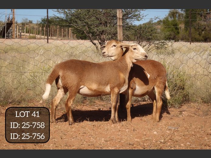 25-758 | 25-756 | MAKKA LOUWRENS MEATMASTERS