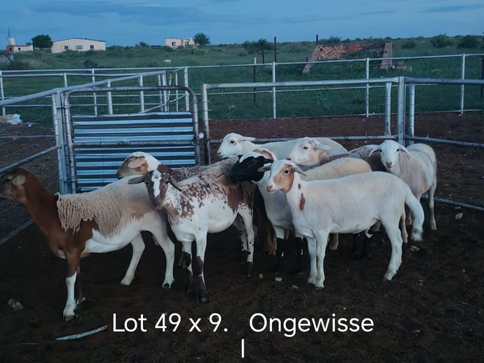 Kommersiële Diere | Dirk Steenkamp Meatmasters