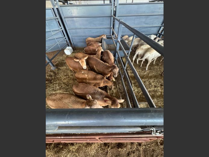 MEATMASTER | LOUMA BOERDERY