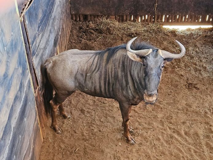 BLUE WILDEBEEST | BUFFELSPOORT