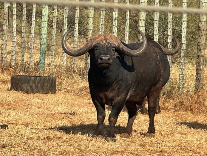 BUFFEL | JO HOOGENBOESEM