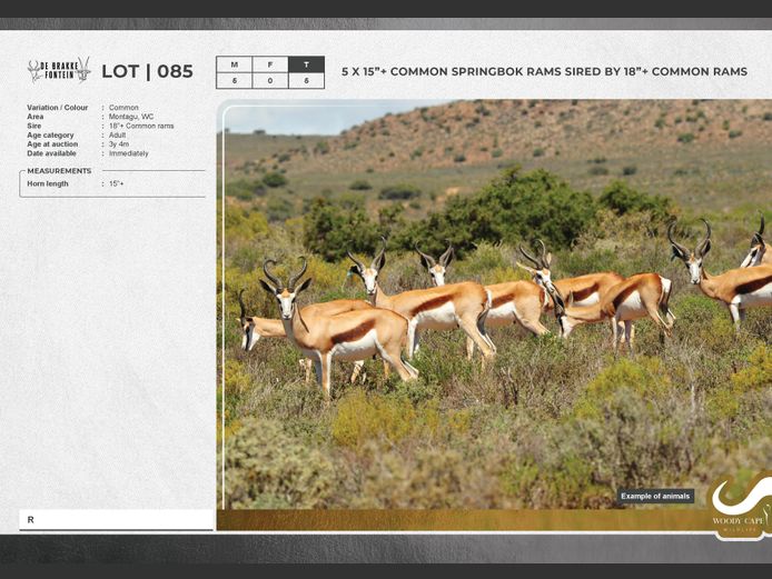 Lot 85 | WOODY CAPE WILDLIFE AUCTION | SwiftVEE | South Africa’s ...