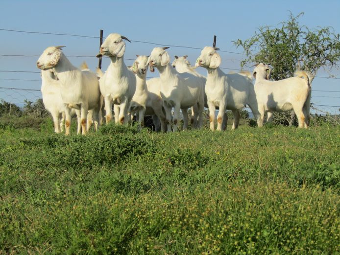 Commercial Ewes | Bushkloof