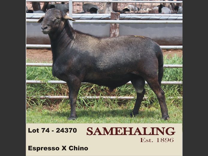 24370-SAM | SAMEHALING MEATMASTERS