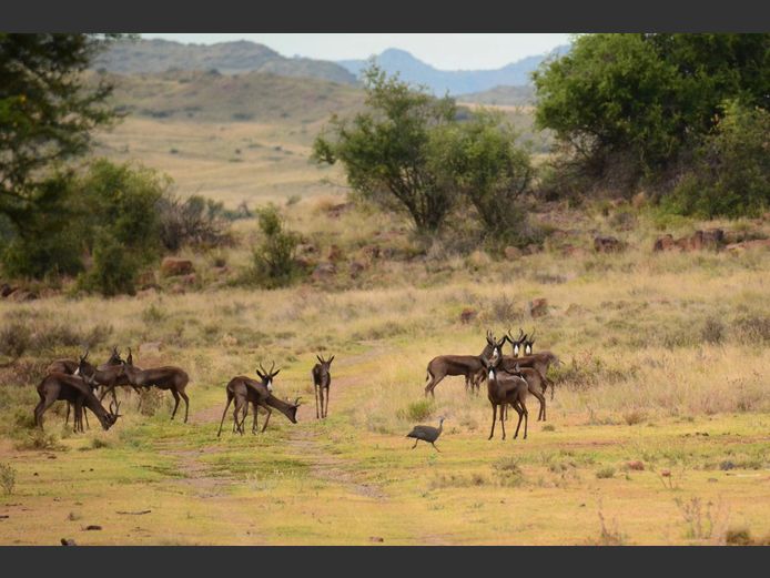 Swart Springbok | Weltevrede (J Marx)