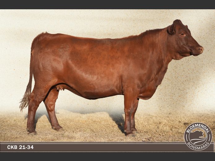 CKB210034 | CHRIS KRUGELL BLOEMENDAL