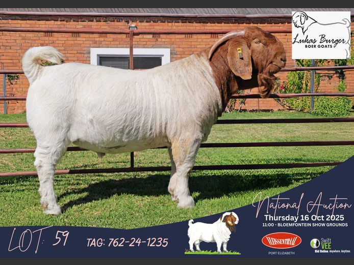 762-24-1235 | Lukas Burger Boerbok Stoet