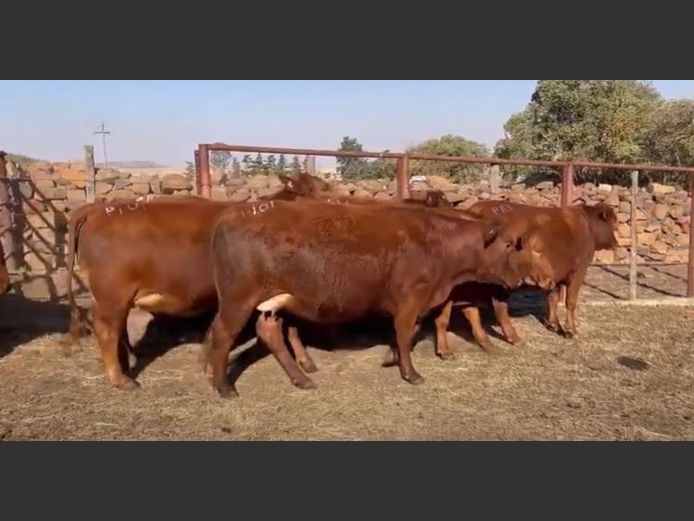 Heifers in Calf