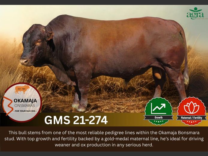 OKAMAJA BONSMARA | GMS 210274 HH(c) 