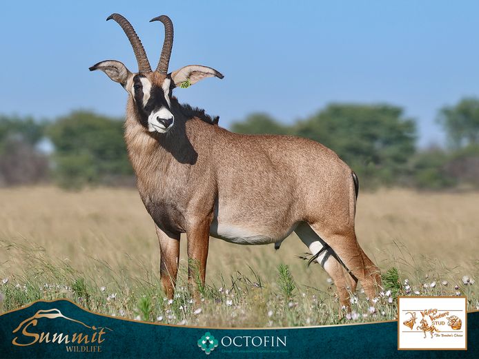 30 5/8" ROAN BULL