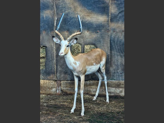 WHITE FLANK IMPALA | MARIBASHOEK (SAMPIE)