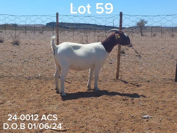 24-0012 ACS | ACS BOER GOATS