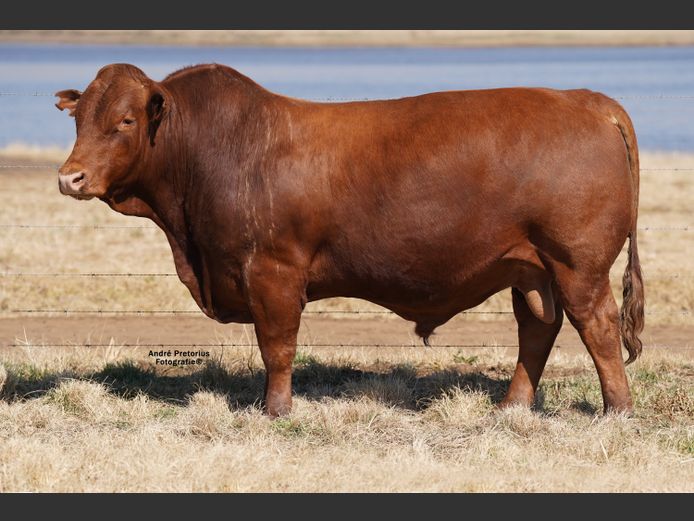 AG220585