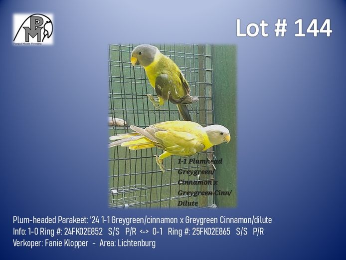 1-1 '24 Plum-headed Parakeet: Greygreen/cinnamon x Greygreen Cinnamon/dilute - Fanie Klopper