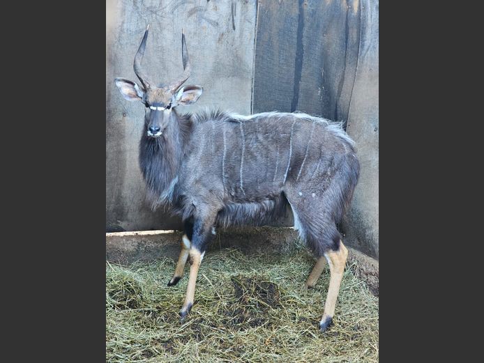 NYALA | FRANS SMIT TRUST