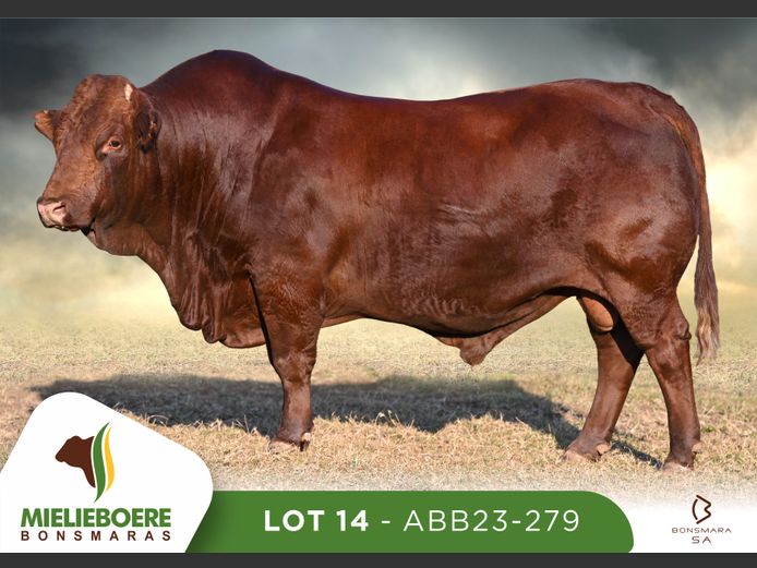 ABB 230279 | ALLEM BROTHERS (PTY) LTD
