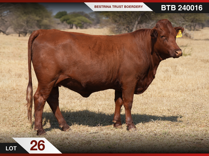 BTB 240016 | BESTRINA TRUST BOERDERY