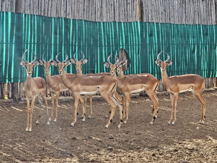 ROOIBOK | LEGENDS / ENTABENI