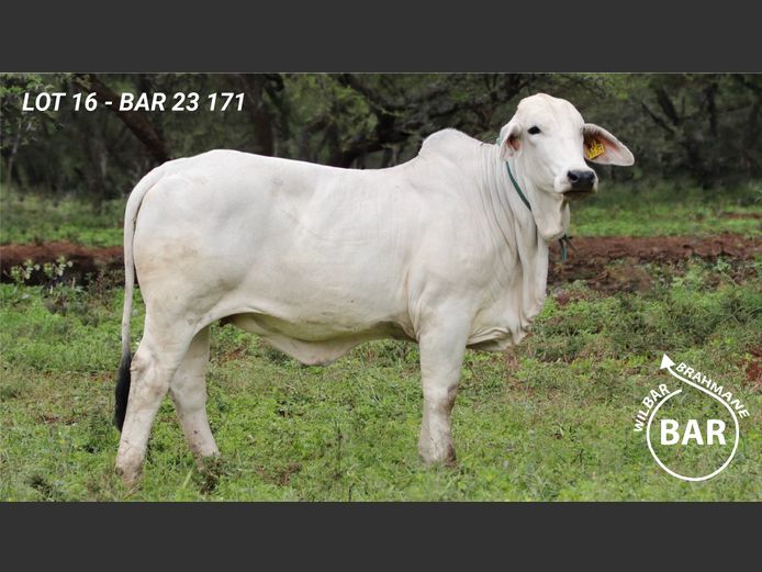BAR23171 | BARNARD WJ