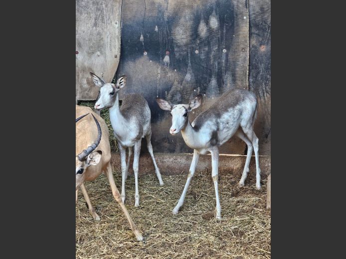 DAPPLE IMPALA | 3-SOUTH BDY